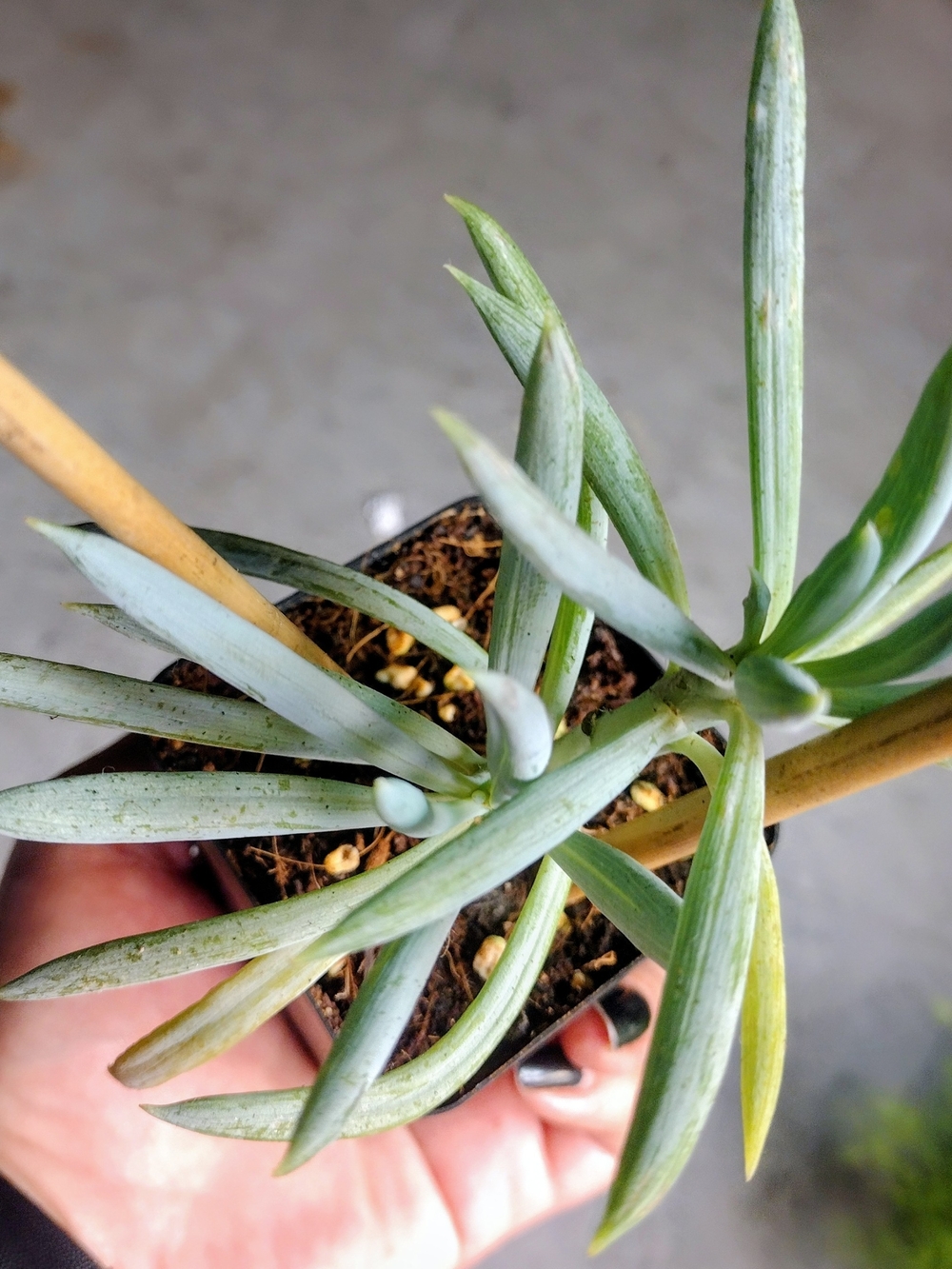 Live Blue Chalkstick Succulent Plant- 3 Inch Pot